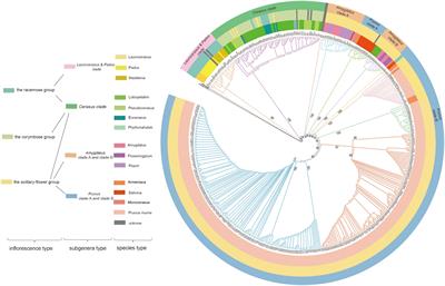 The pan-plastome of Prunus mume: insights into Prunus diversity, phylogeny, and domestication history